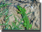 Lacerta viridis